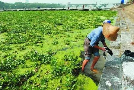 水葫芦怎么在家里养?