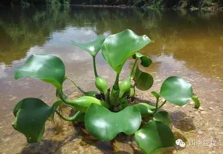 水葫芦怎么在家里养?