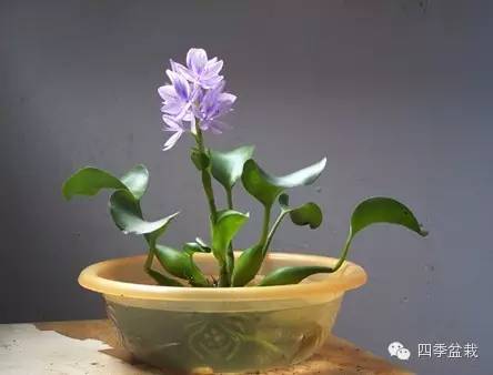水葫芦怎么在家里养?