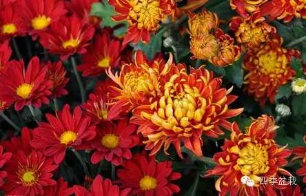 菊花有哪些品种？家庭怎么培养？