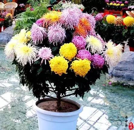 菊花有哪些品种？家庭怎么培养？