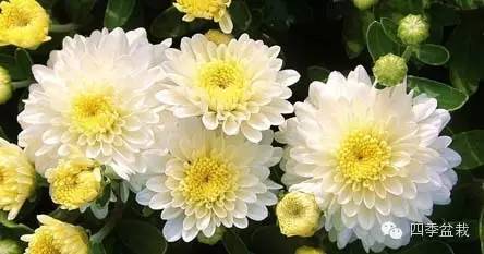 菊花有哪些品种？家庭怎么培养？