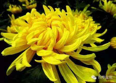 菊花有哪些品种？家庭怎么培养？