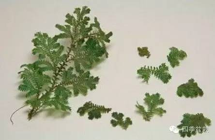 家里的罐头千万别丢:收集起来居然有这些用处