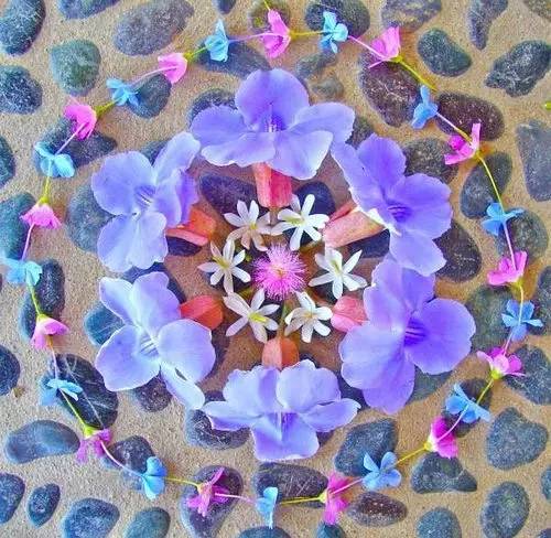 植物艺术：植物界的万花筒