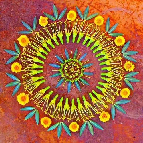 植物艺术：植物界的万花筒