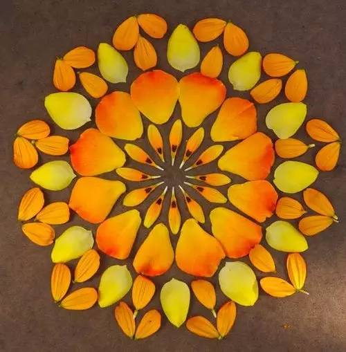 植物艺术：植物界的万花筒