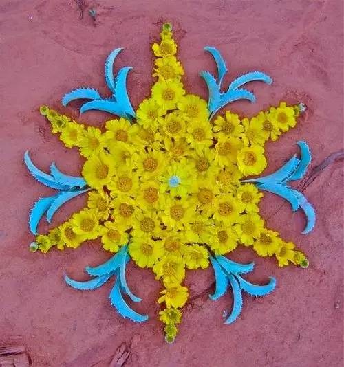 植物艺术：植物界的万花筒