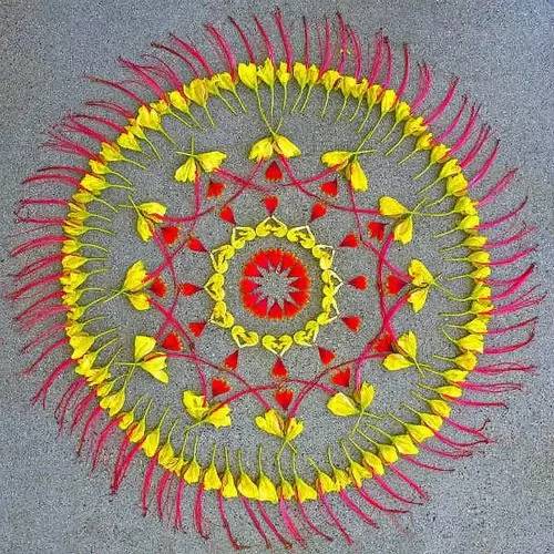 植物艺术：植物界的万花筒