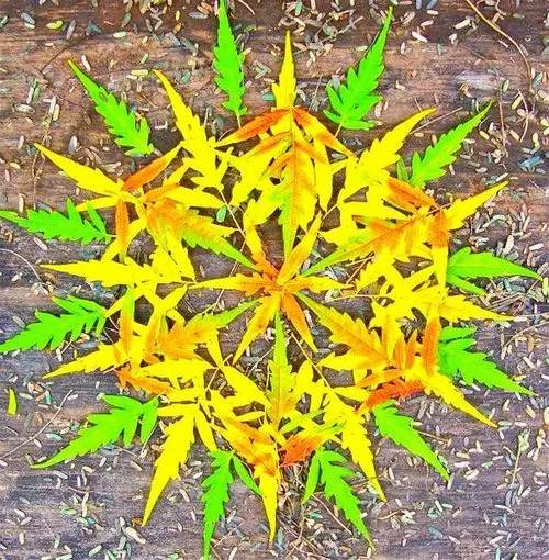 植物艺术：植物界的万花筒