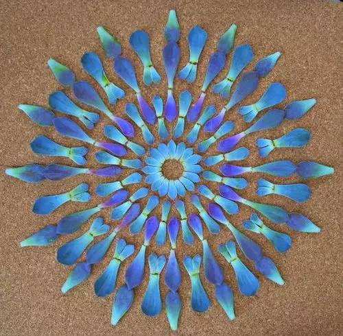 植物艺术：植物界的万花筒