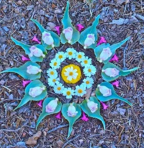 植物艺术：植物界的万花筒