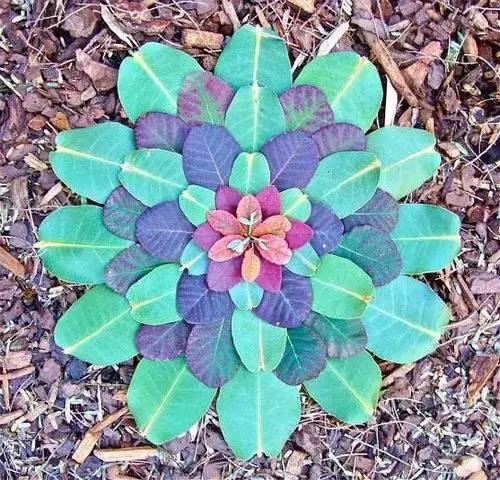 植物艺术：植物界的万花筒