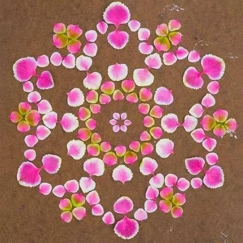 植物艺术：植物界的万花筒