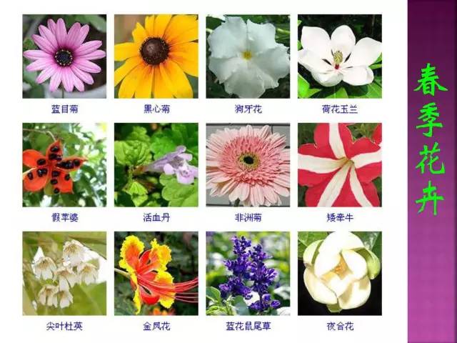 超全常见花卉植物图谱(1332种)