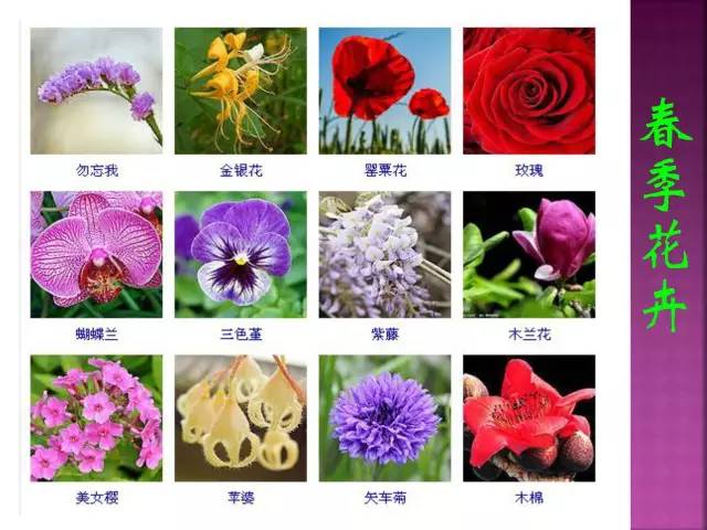 超全常见花卉植物图谱(1332种)