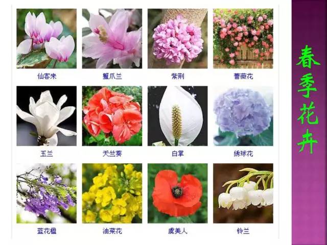 超全常见花卉植物图谱(1332种)