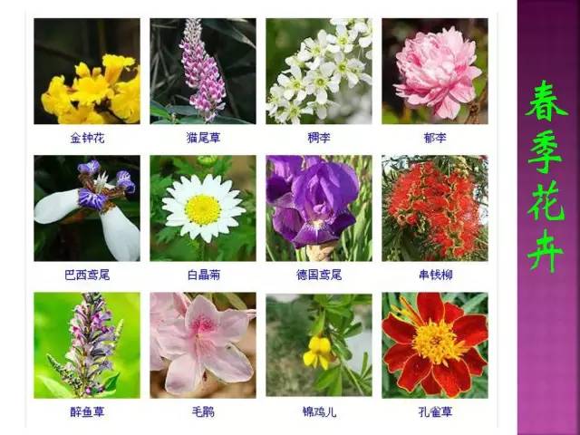 超全常见花卉植物图谱(1332种)