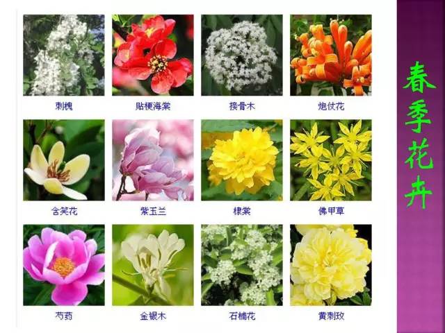 超全常见花卉植物图谱(1332种)