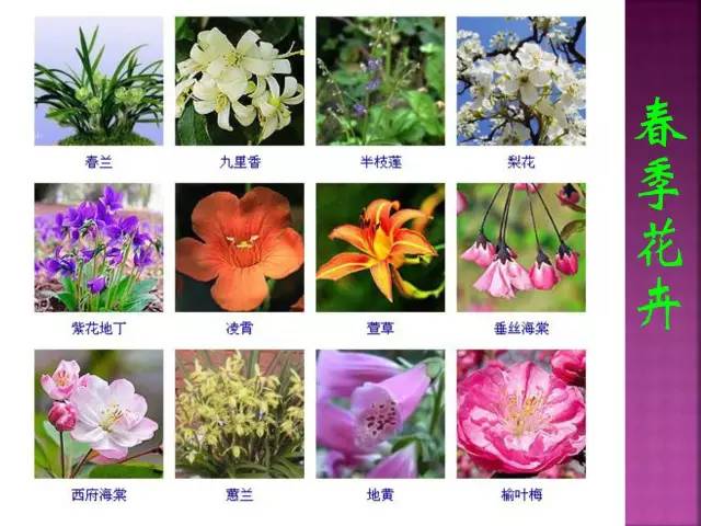 超全常见花卉植物图谱(1332种)