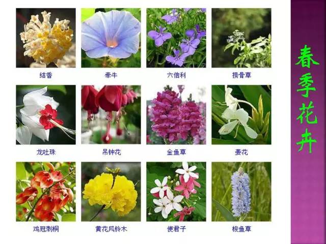 超全常见花卉植物图谱(1332种)