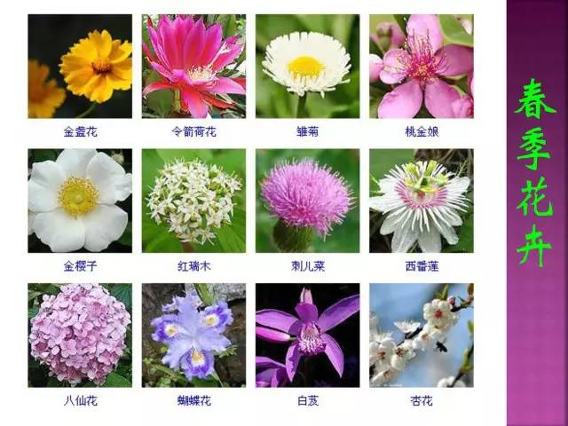 超全常见花卉植物图谱(1332种)