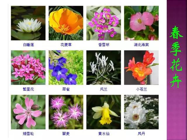 超全常见花卉植物图谱(1332种)