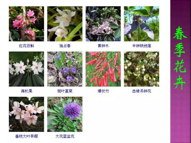 超全常见花卉植物图谱(1332种)