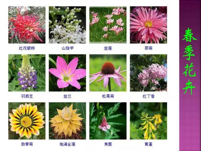 超全常见花卉植物图谱(1332种)