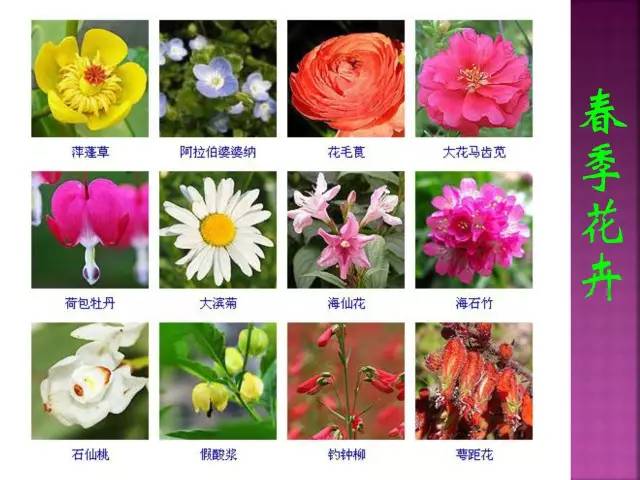 超全常见花卉植物图谱(1332种)