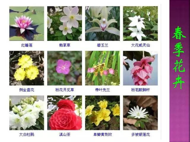 超全常见花卉植物图谱(1332种)