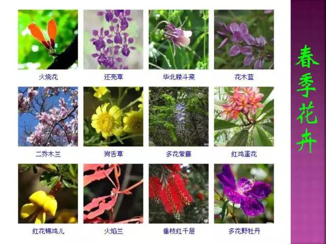 超全常见花卉植物图谱(1332种)