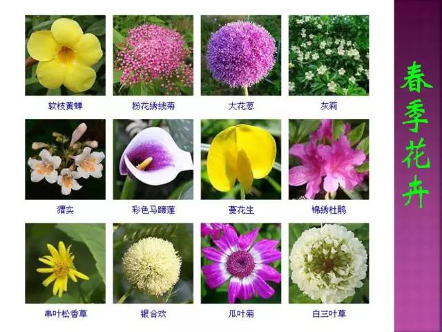 超全常见花卉植物图谱(1332种)