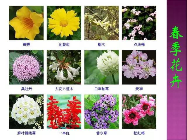 超全常见花卉植物图谱(1332种)