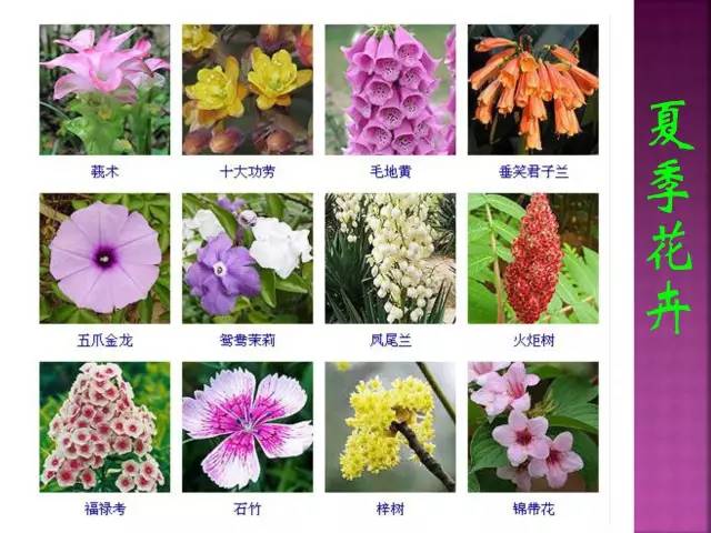 超全常见花卉植物图谱(1332种)