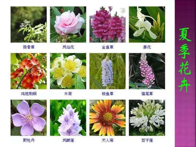 超全常见花卉植物图谱(1332种)