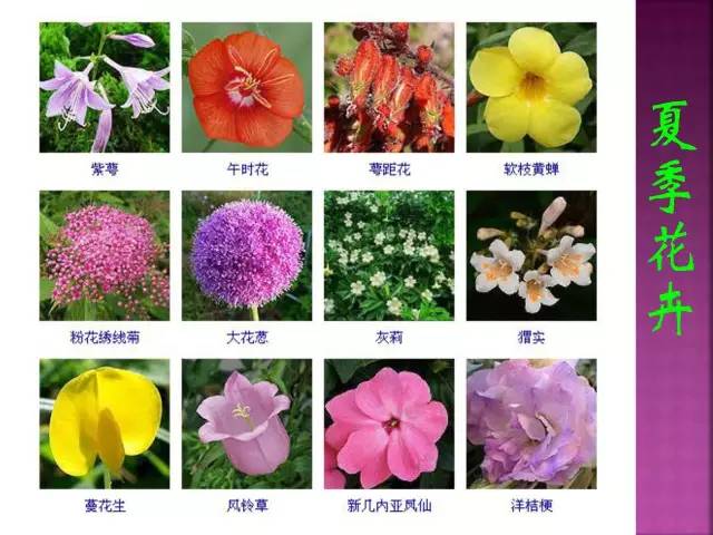 超全常见花卉植物图谱(1332种)