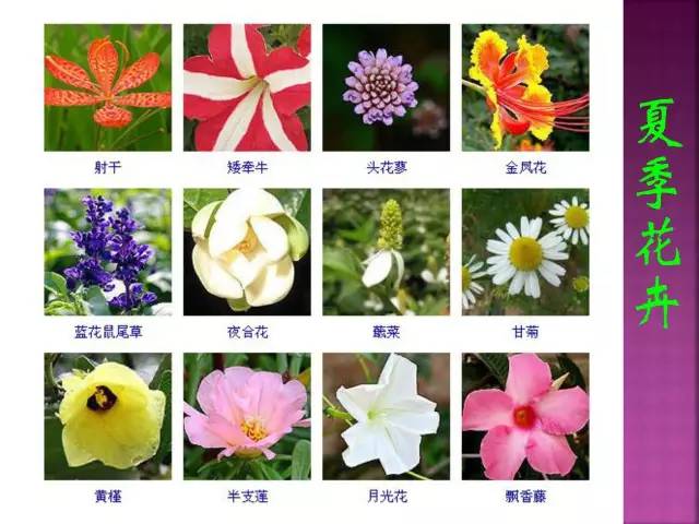 超全常见花卉植物图谱(1332种)