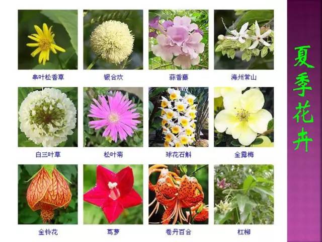 超全常见花卉植物图谱(1332种)