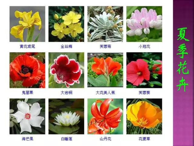 超全常见花卉植物图谱(1332种)