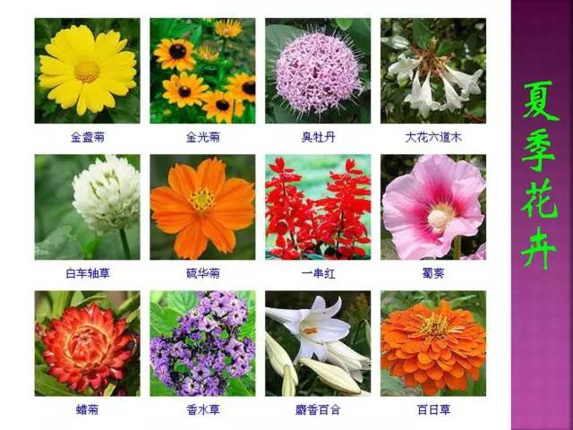 超全常见花卉植物图谱(1332种)