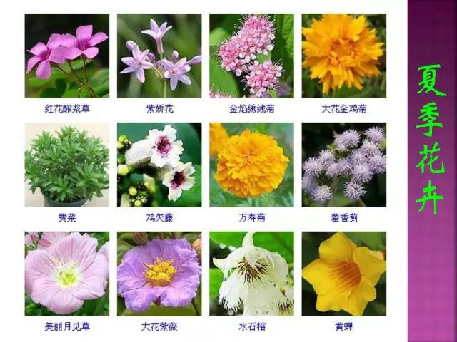 超全常见花卉植物图谱(1332种)