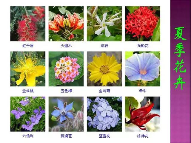 超全常见花卉植物图谱(1332种)