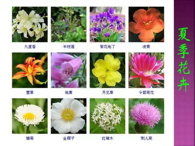 超全常见花卉植物图谱(1332种)