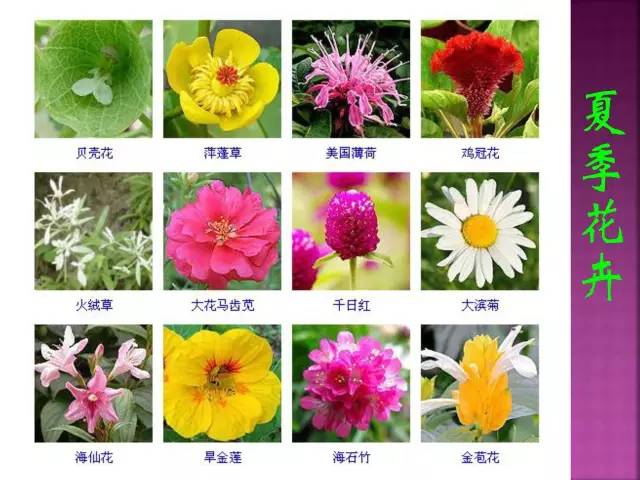 超全常见花卉植物图谱(1332种)