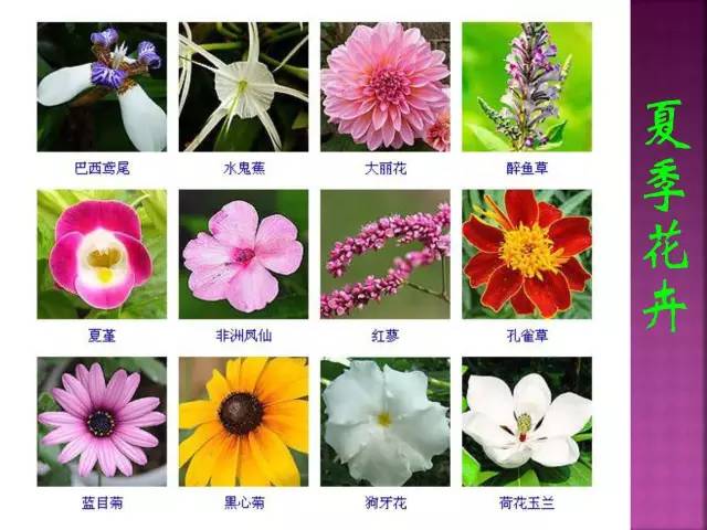 超全常见花卉植物图谱(1332种)