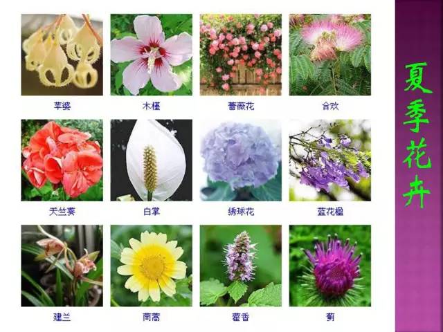 超全常见花卉植物图谱(1332种)