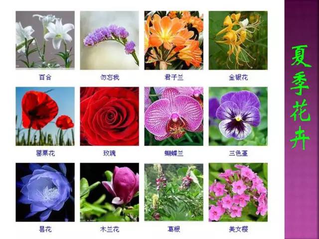 超全常见花卉植物图谱(1332种)