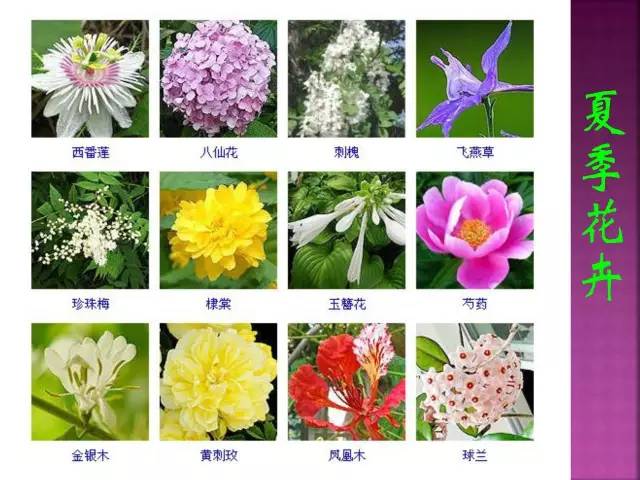 超全常见花卉植物图谱(1332种)