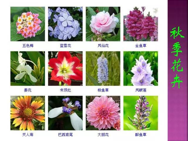 超全常见花卉植物图谱(1332种)